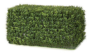 Boxwood English Hedge 23 inch Long and 11 inch Width and 12 inch